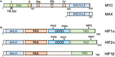 Molecular Crosstalk Between MYC and HIF in Cancer